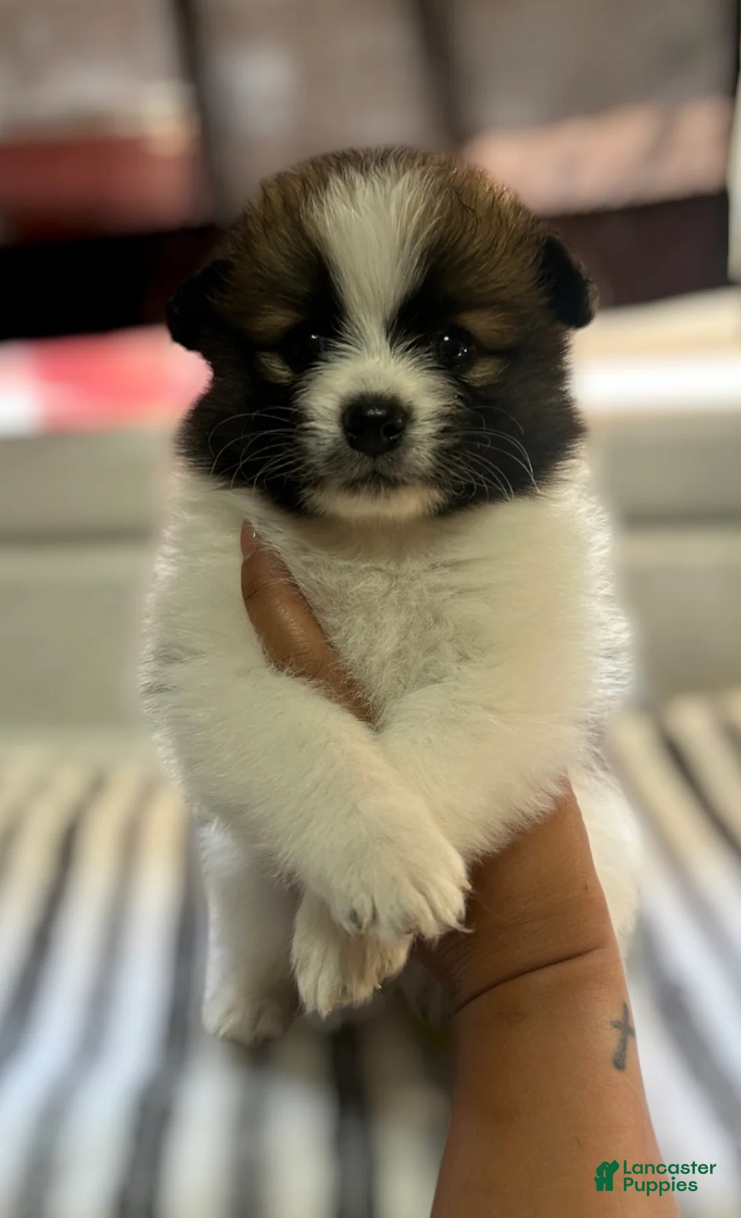 Pomeranian dogs for sale: Bear, Chase, Princess  - Ad 1