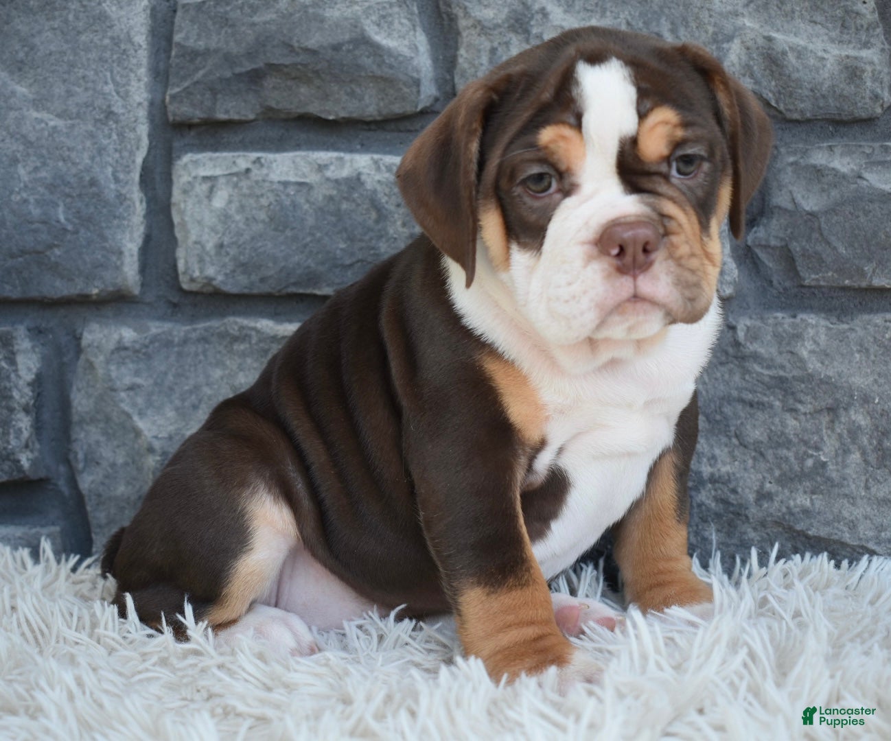Beabull dogs Bonnie - Ad 2