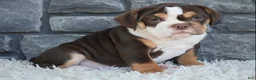 Beabull dogs for sale: Bonnie - Ad 2