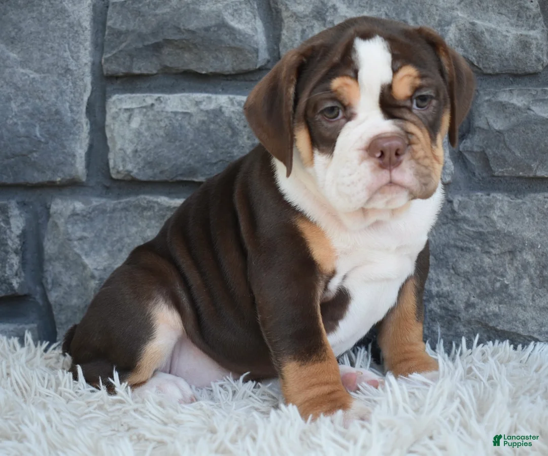 Beabull dogs for sale: Bonnie - Ad 2