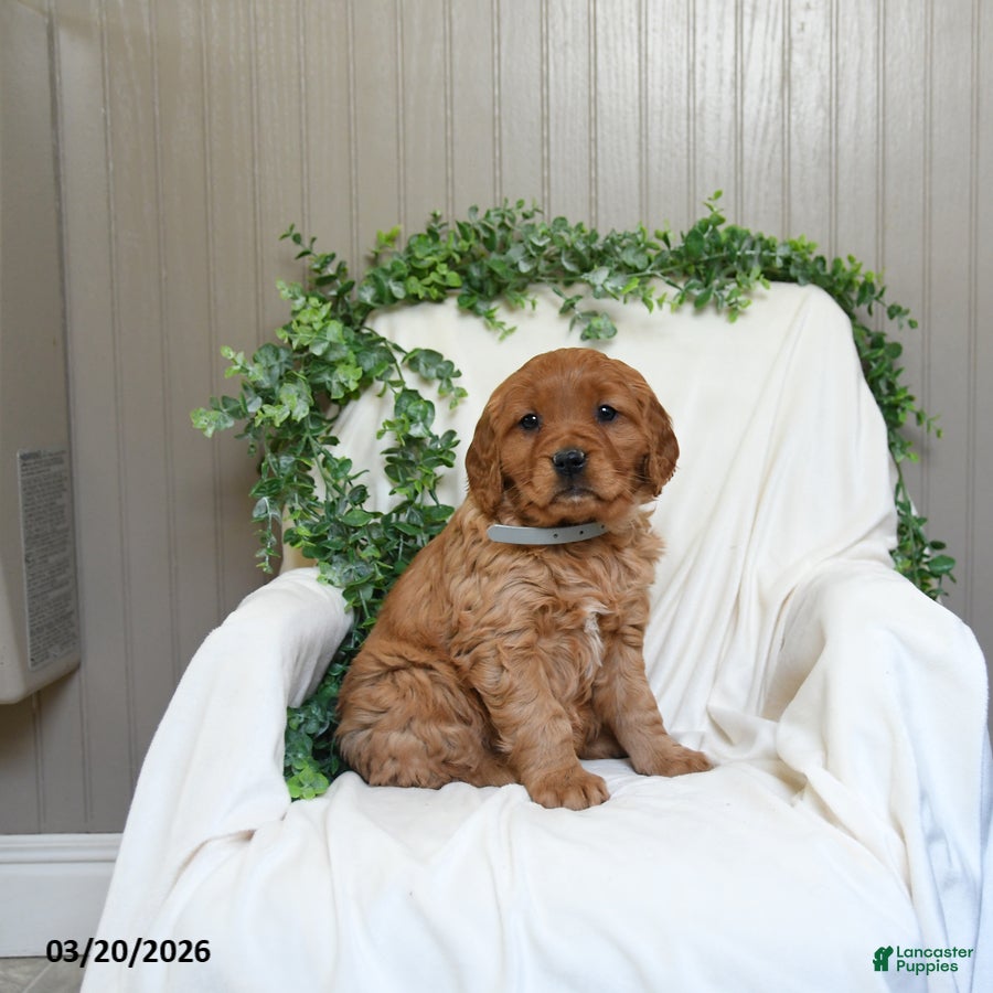 Miniature Golden Retriever dogs Judy - Ad 1