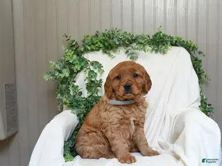 Miniature Golden Retriever dogs for sale: Judy - Ad 3