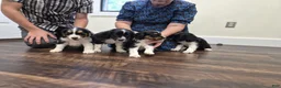 Mixed Breed dogs for sale: Percy - Ad 4