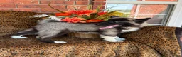 Siberian Husky dogs for sale: Rex - Ad 5