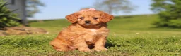 Cavapoo dogs for sale: Elsa - Ad 5