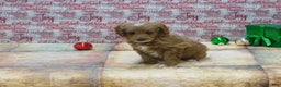 Goldendoodle dogs for sale: Mini Rex - Ad 6