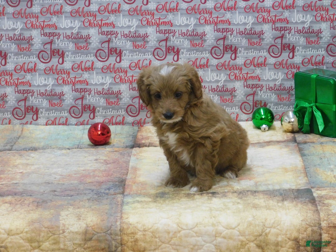 Goldendoodle dogs for sale: Mini Rex - Ad 6