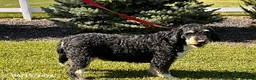 Bernedoodle dogs for sale: Bodie - Ad 4