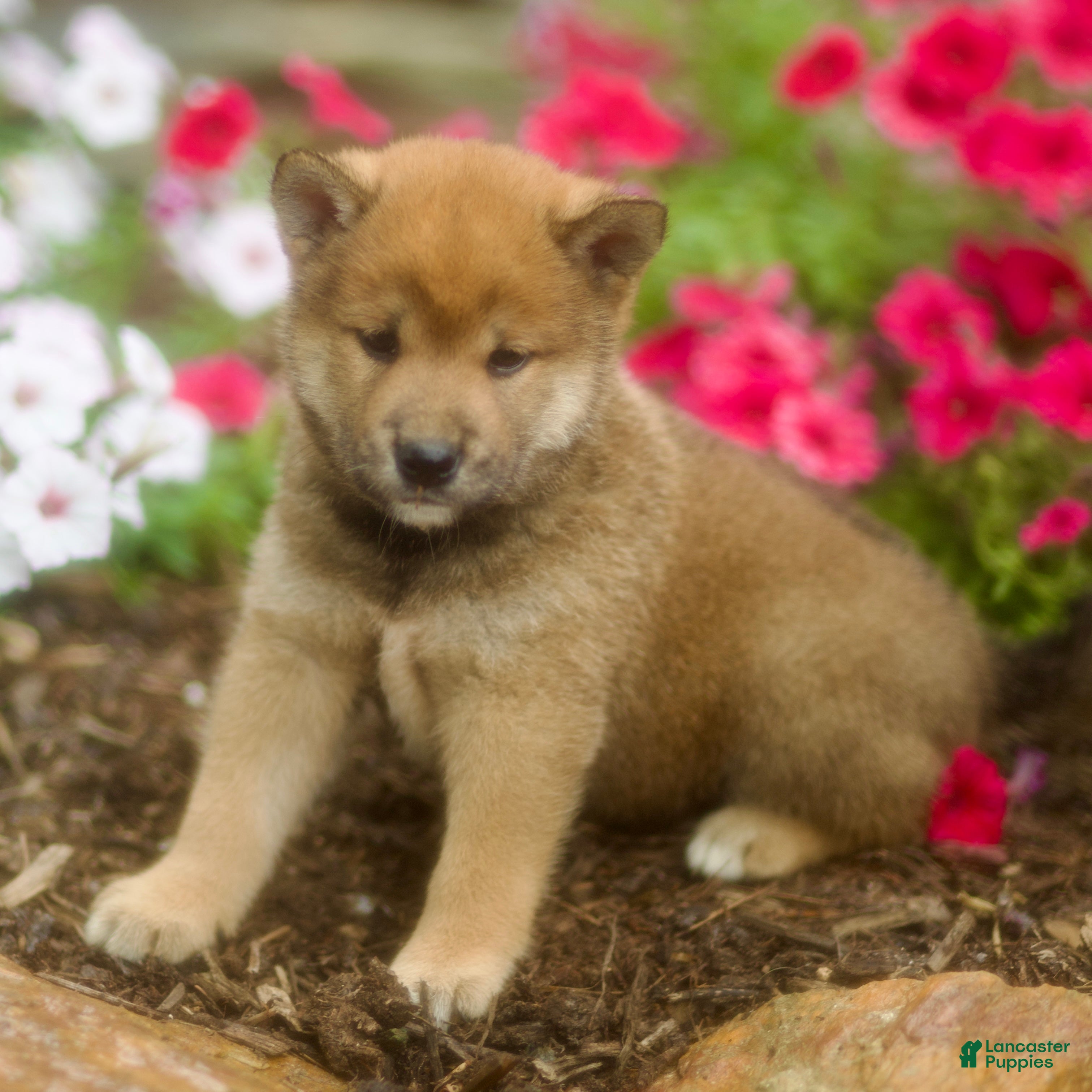 Shiba Inu dogs Loki - Ad 1