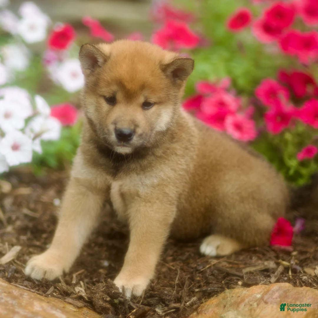 Shiba Inu dogs for sale: Loki - Ad 1