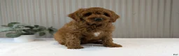 Cavapoo dogs for sale: Zack  - Ad 12
