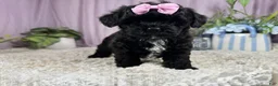 Shihpoo dogs for sale: Shihpoo 2 - Ad 3