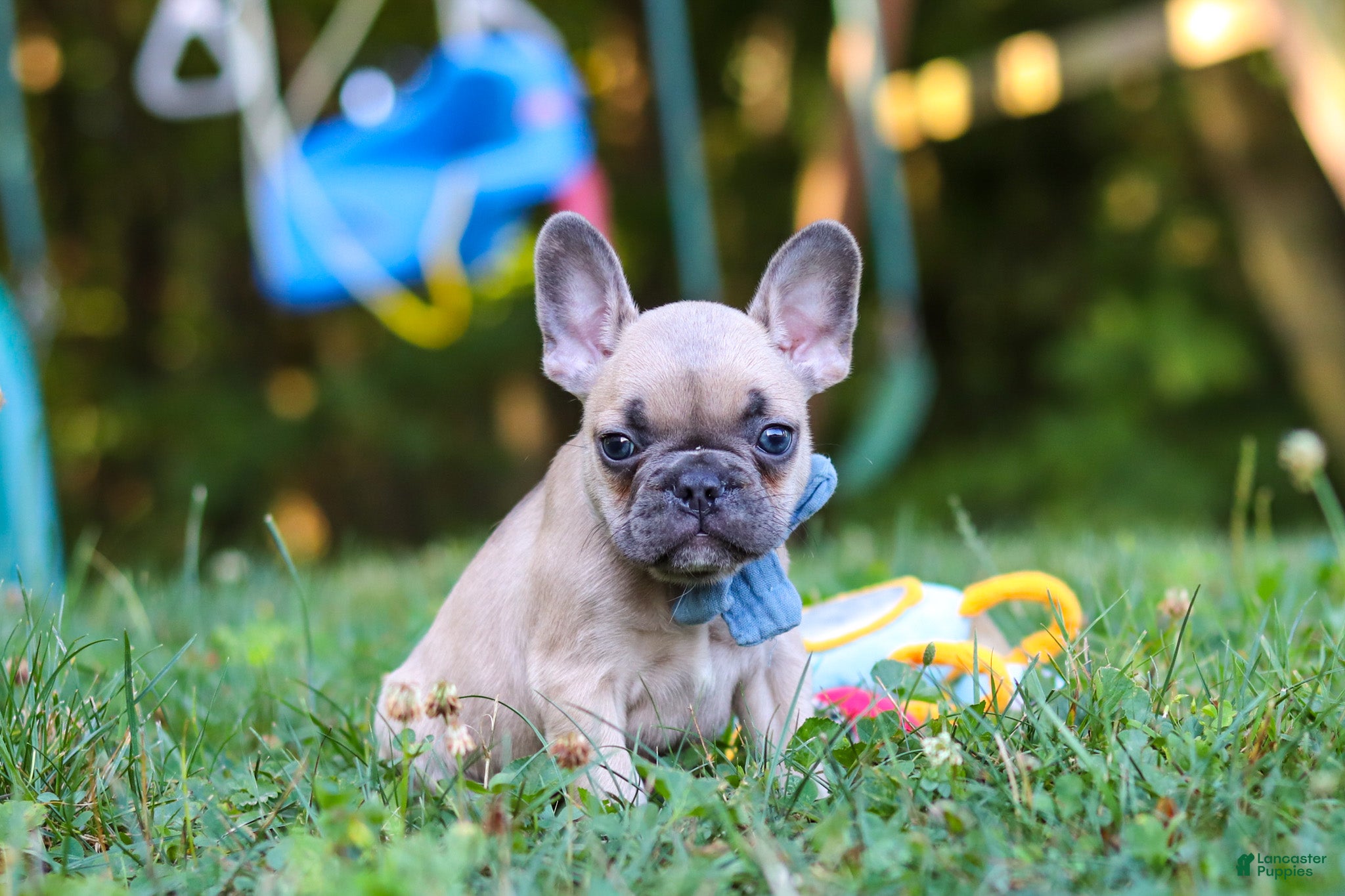 French Bulldog dogs Rocky - Ad 1