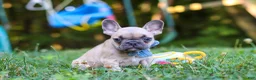 French Bulldog dogs for sale: Rocky - Ad 1