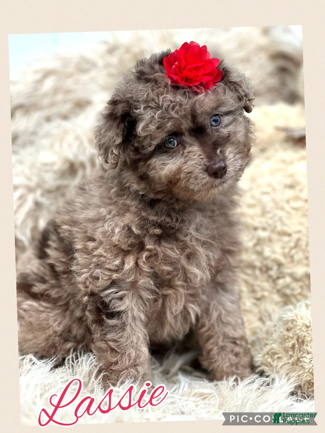 Aussiedoodle dogs for sale: Little Lassie - Ad 1