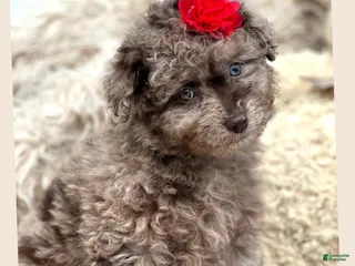 Aussiedoodle dogs Little Lassie - Ad 22