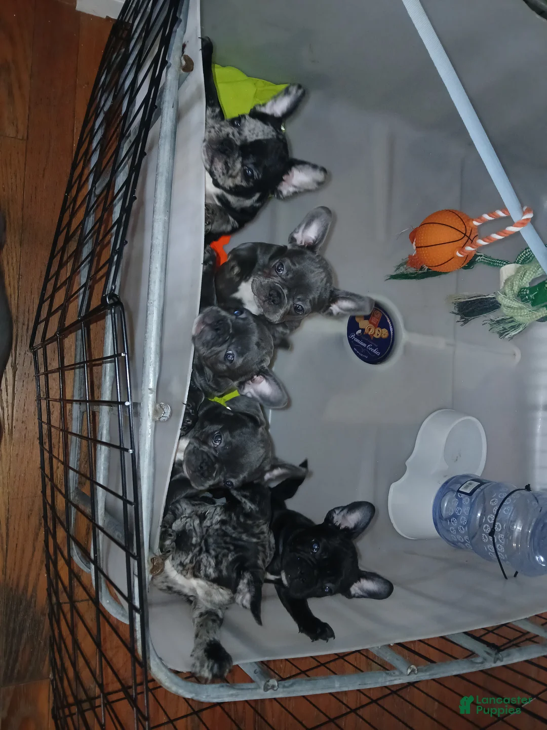 French Bulldog dogs for sale: Lady - Ad 3