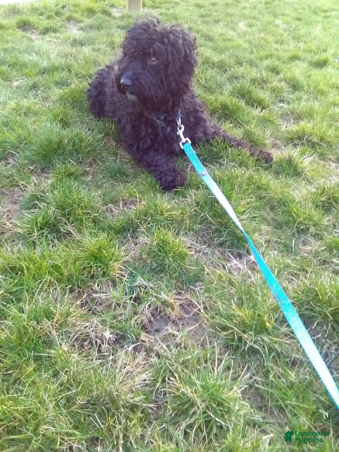 Aussiedoodle dogs for sale: Buddy - Ad 9