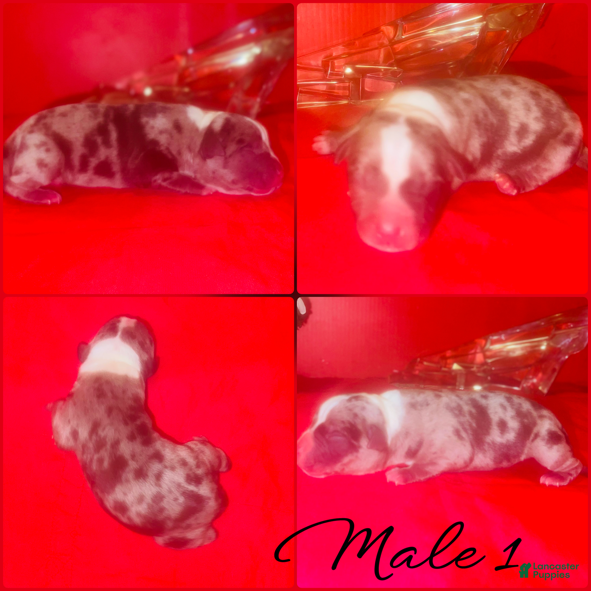 Bull Terrier