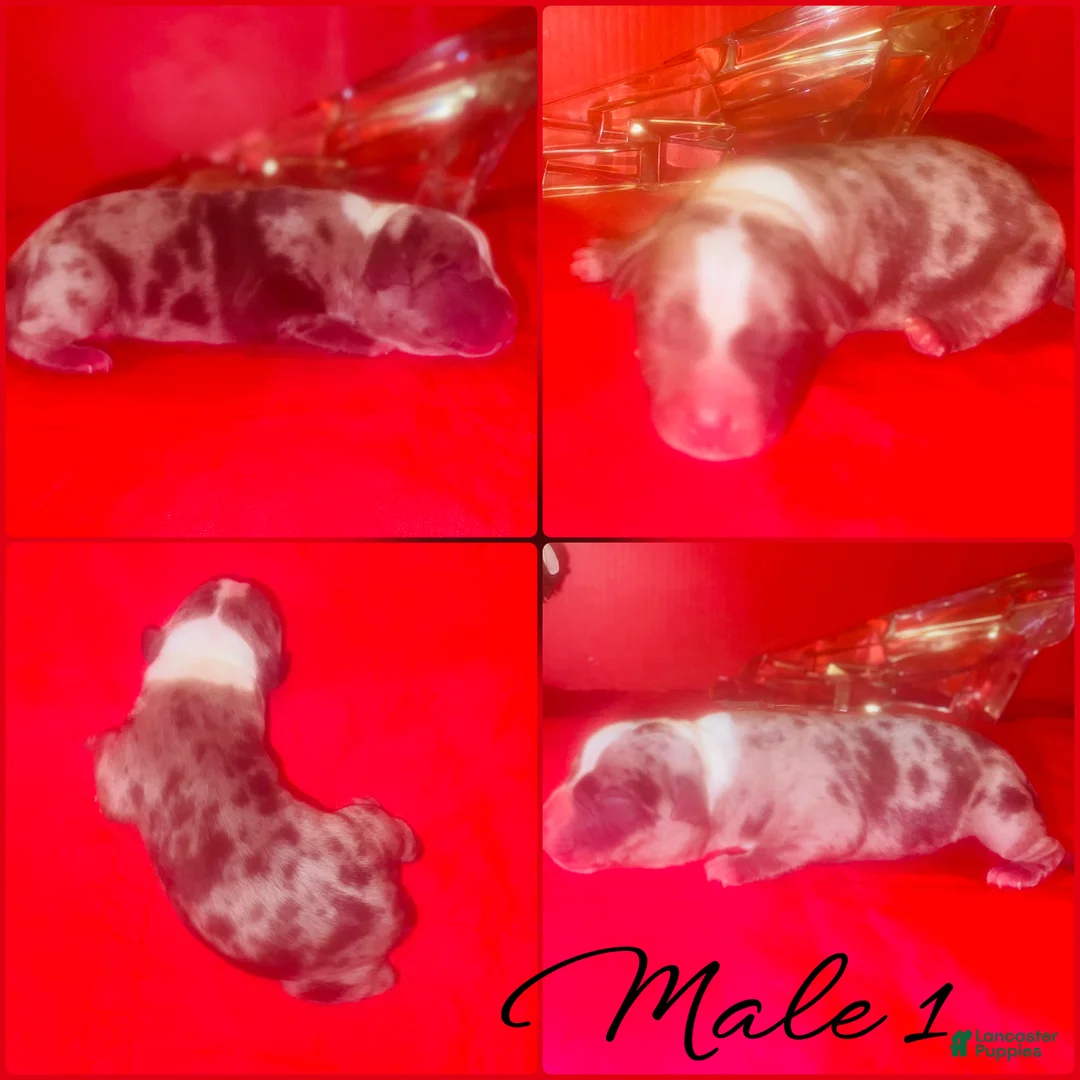 American Pit Bull Terrier dogs for sale: Blue Merle male 1 - Ad 1