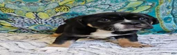 Mixed Breed dogs for sale: SALE! Mini Dolly Dimples - Ad 12