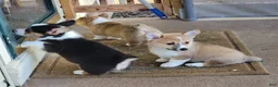 Welsh Corgi Pembroke dogs for sale: JJ - Ad 3
