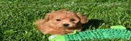 Bichpoo dogs for sale: Kenzie 🐶💖 - Ad 4