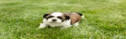 Shih Tzu dogs for sale: Gary  - Ad 3