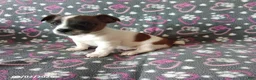 Jack Russell Terrier dogs for sale: Captain - Ad 2