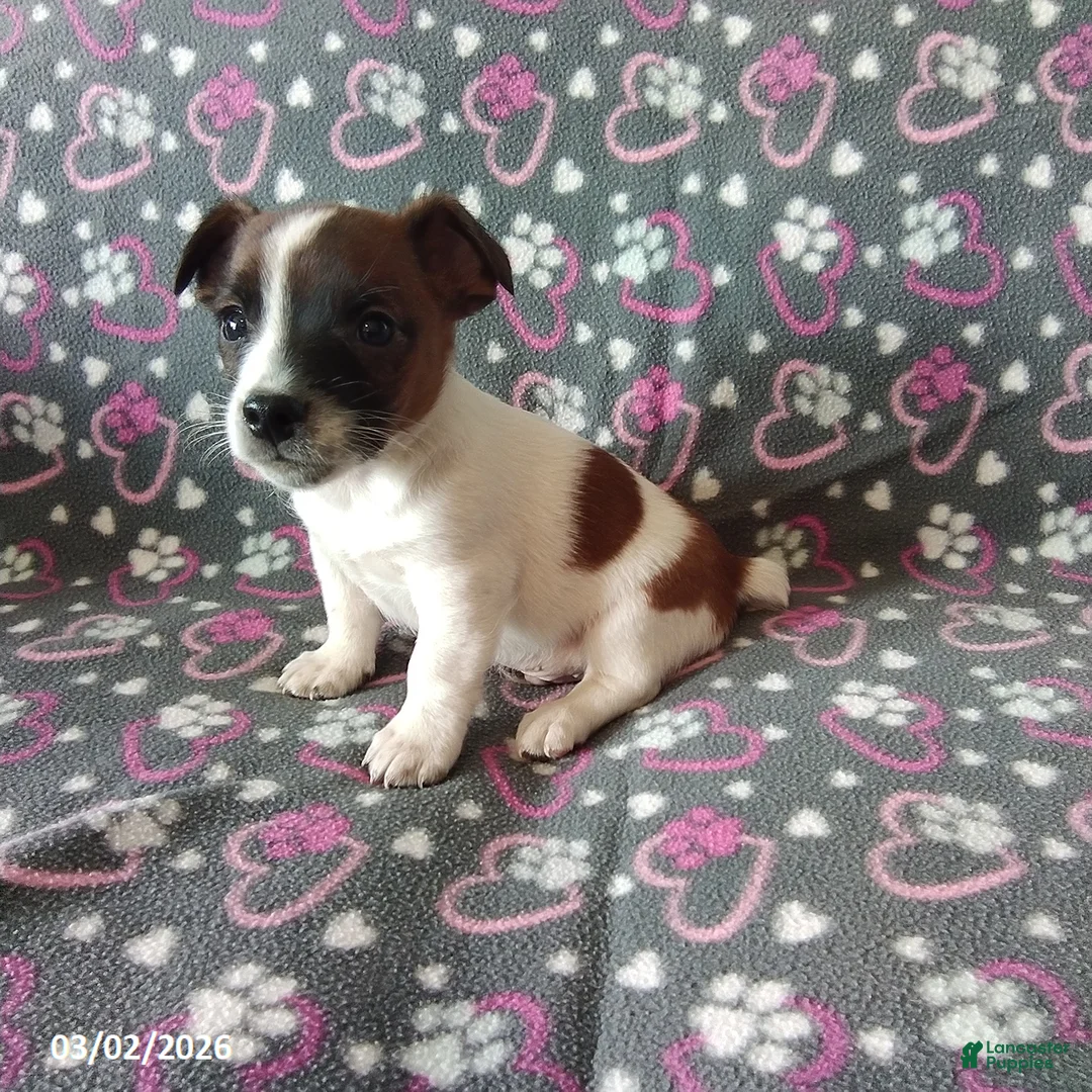 Jack Russell Terrier dogs for sale: Captain - Ad 2