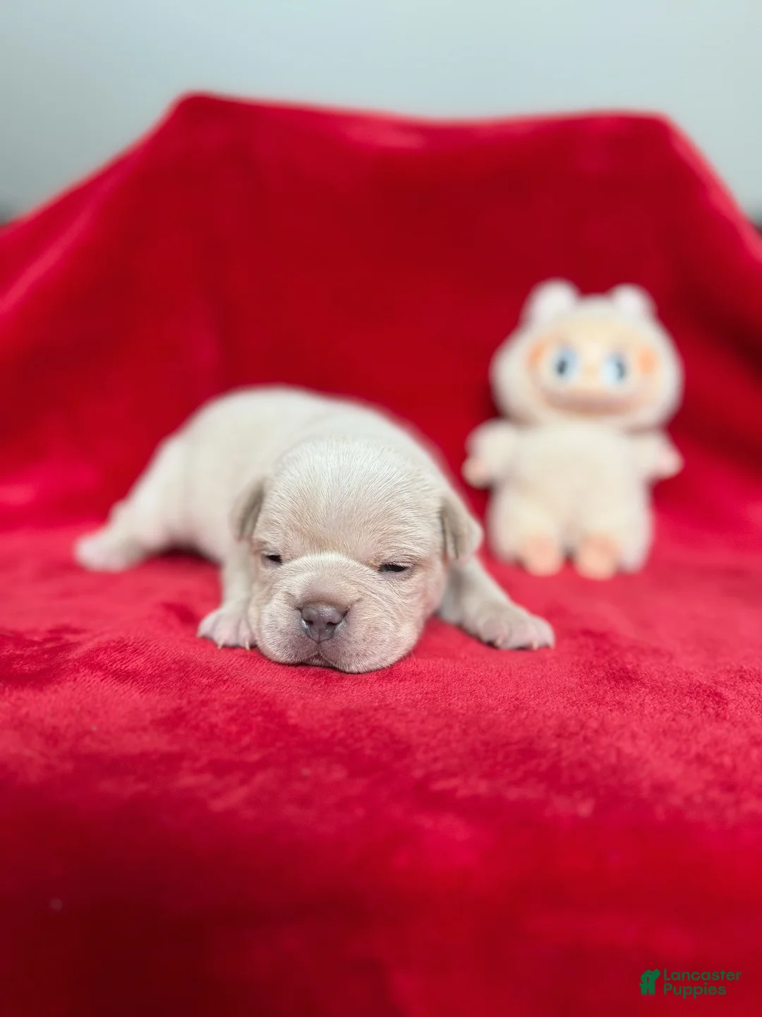 French Bulldog dogs for sale: Soy - Ad 1