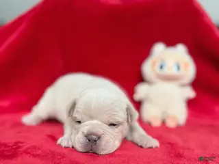 French Bulldog dogs Soy - Ad 13