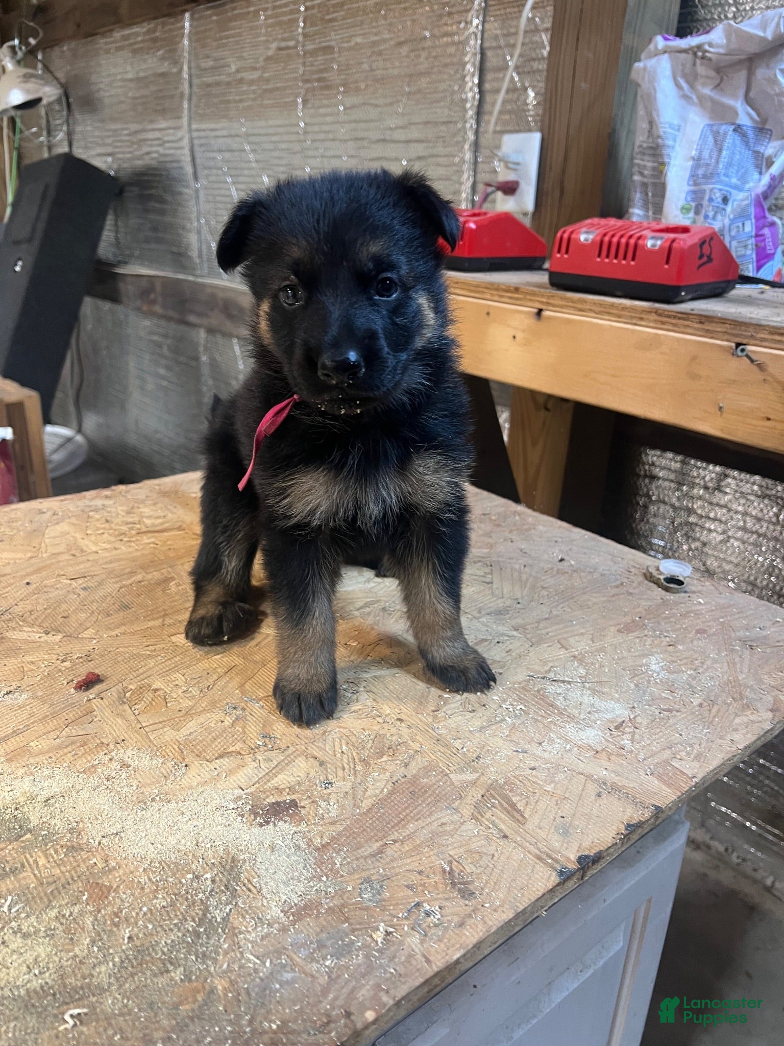 German Shepherd dogs Female 1 - Ad 26