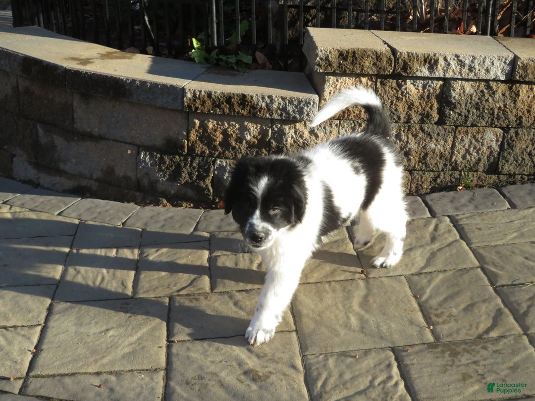 Newfoundland dogs for sale: Marcie - Ad 2