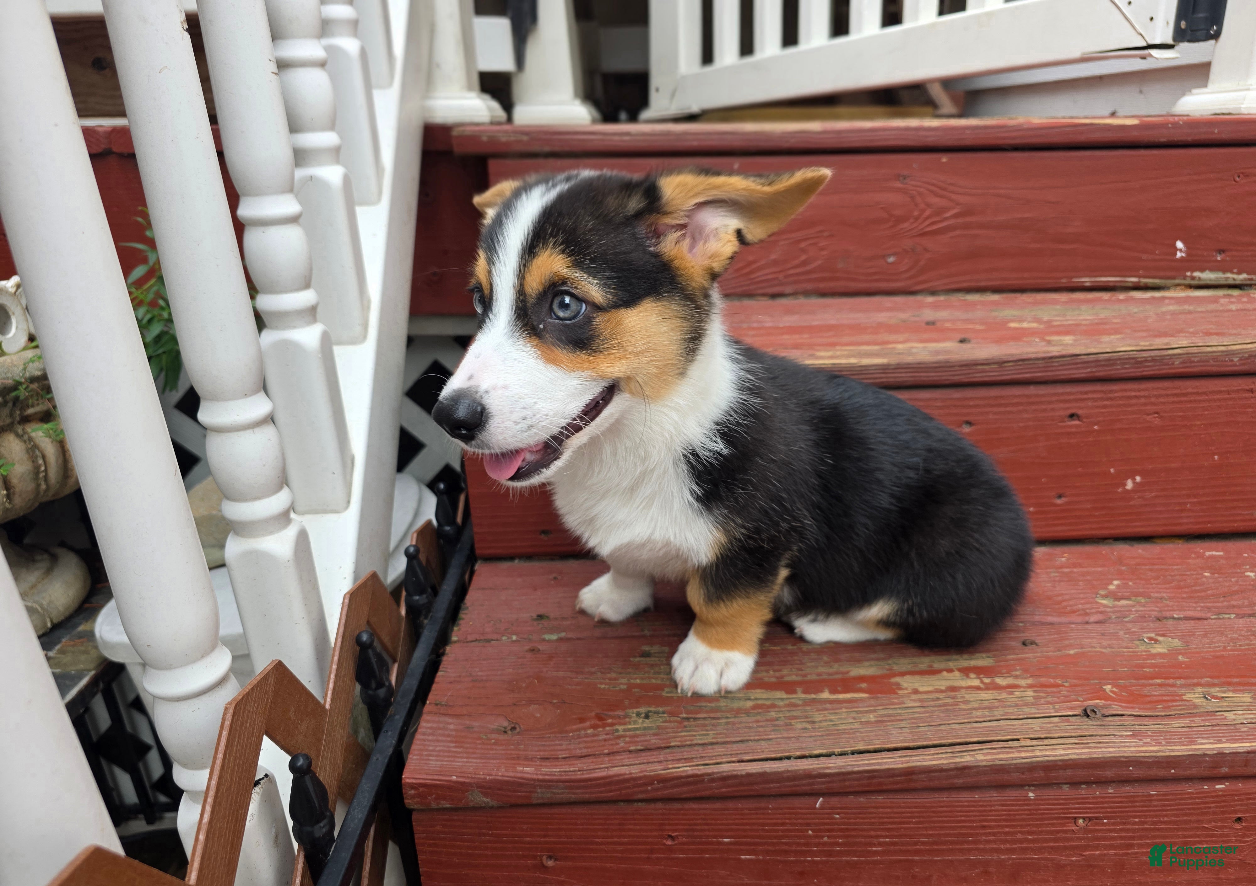 Welsh Corgi Pembroke dogs Welsh Corgi Pembroke 1 - Ad 2