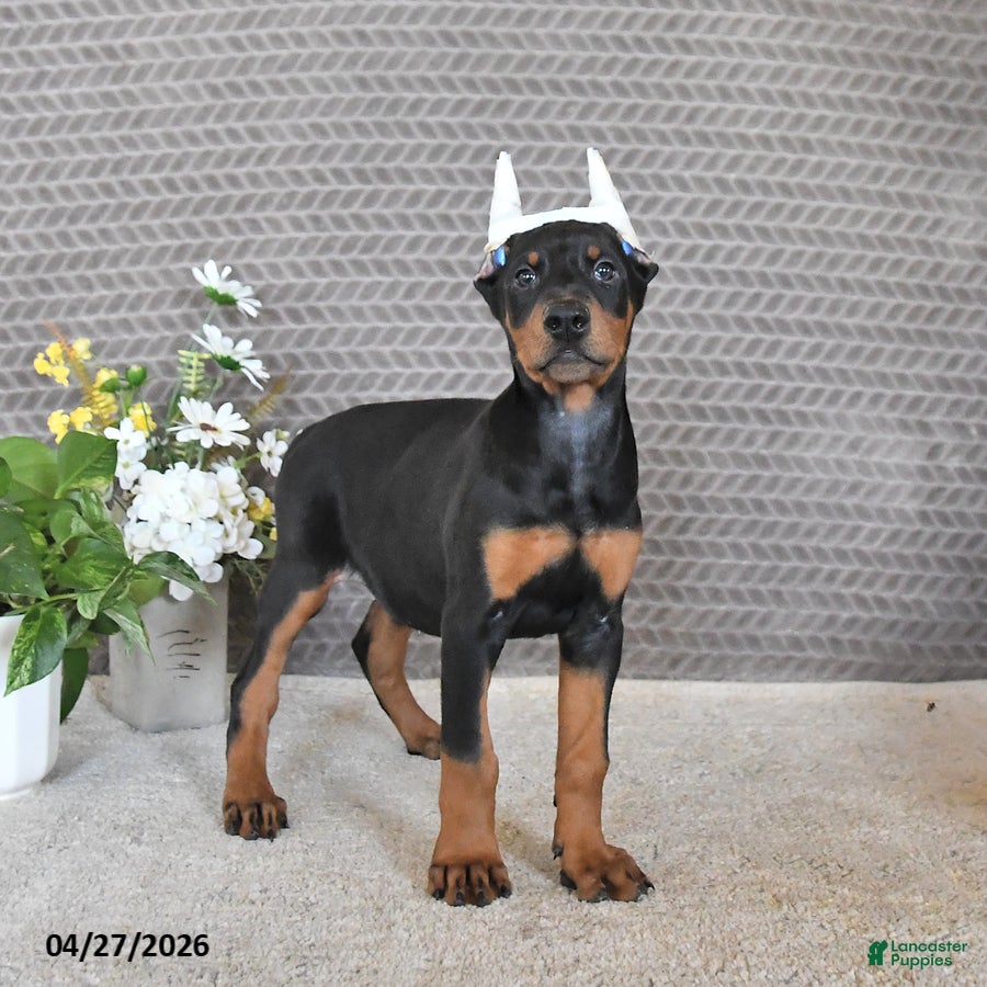 Doberman Pinscher dogs Sadie - Ad 1