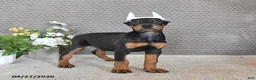 Doberman Pinscher dogs for sale: Sadie - Ad 1