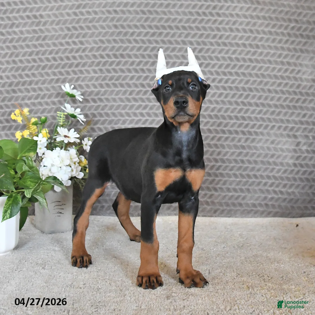 Doberman Pinscher dogs for sale: Sadie - Ad 1