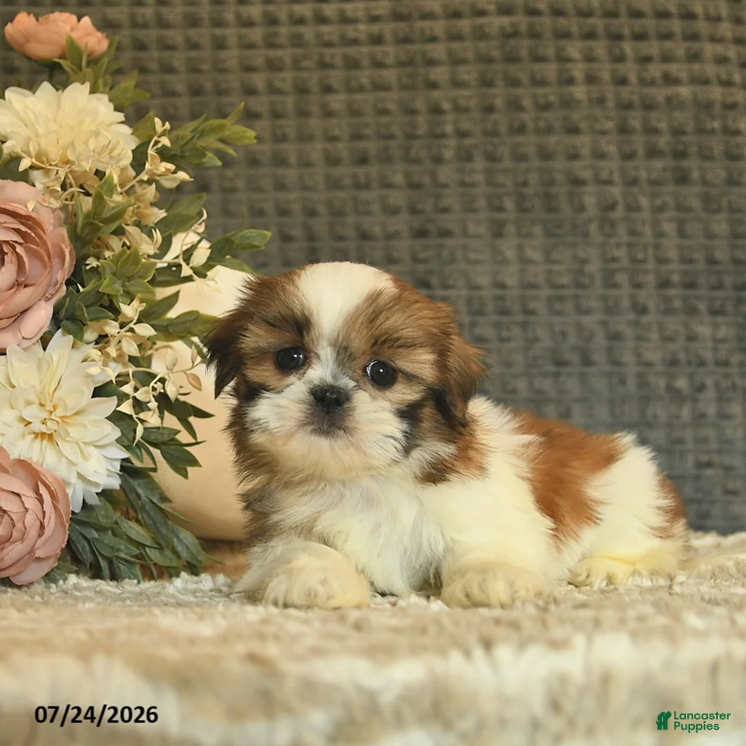 Shih Tzu dogs for sale: Blossom  - Ad 1