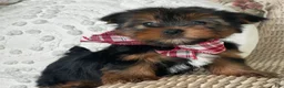 Yorkshire Terrier dogs for sale: Scooby - Ad 6