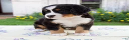 Bernese Mountain Dog dogs for sale: Samantha - Ad 4