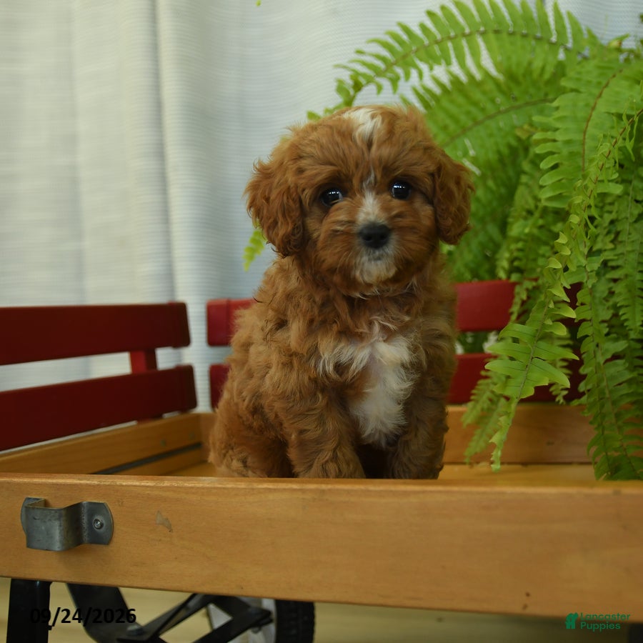 Cavapoo dogs Ryan - Ad 1
