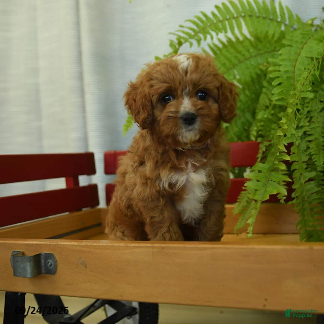 Cavapoo dogs for sale: Ryan - Ad 1