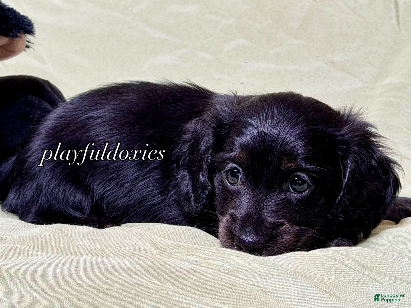 Miniature Dachshund dogs Long Haired Nearly Solid Black Male AKC 69 - Ad 12