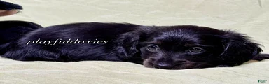 Long Haired Nearly Solid Black Male AKC 69