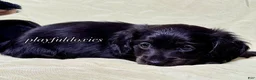 Miniature Dachshund dogs for sale: Long Haired Nearly Solid Black Male AKC 69 - Ad 1