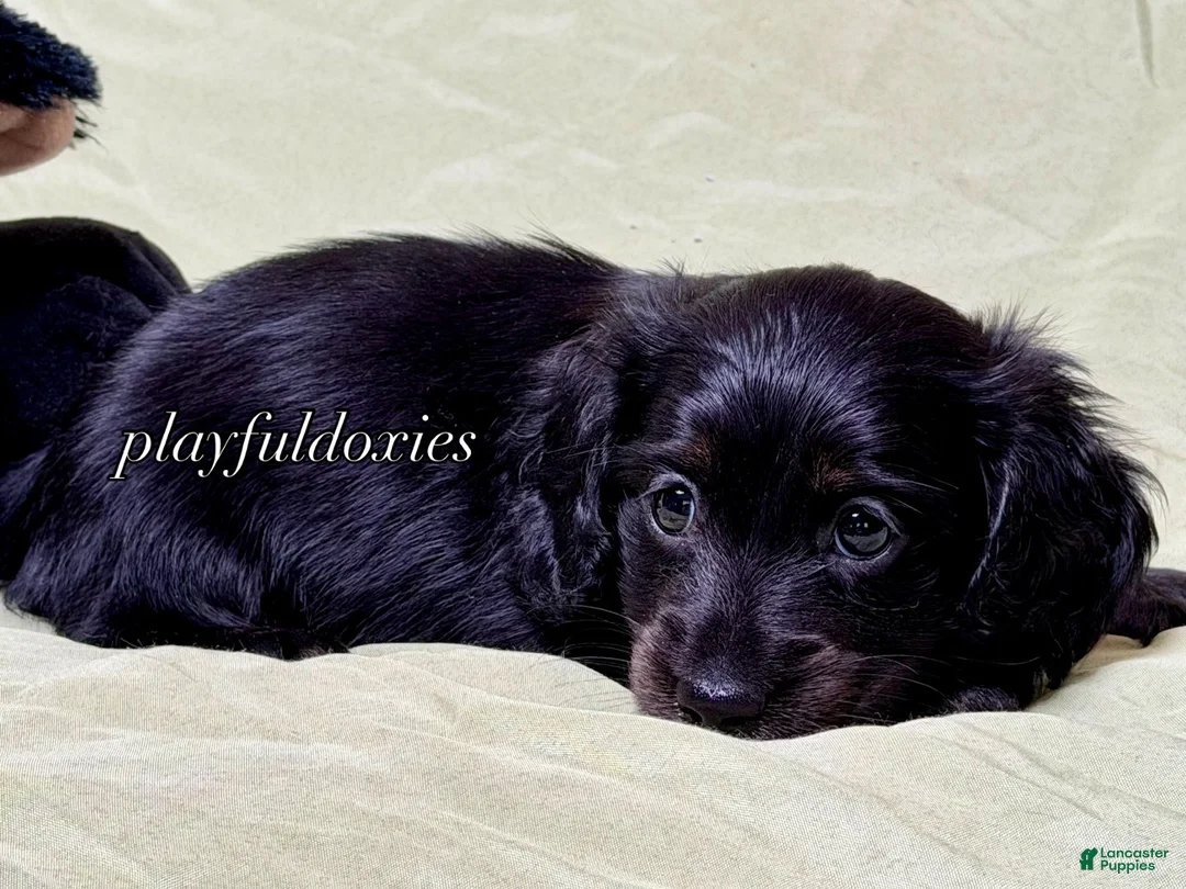Miniature Dachshund dogs for sale: Long Haired Nearly Solid Black Male AKC 69 - Ad 1