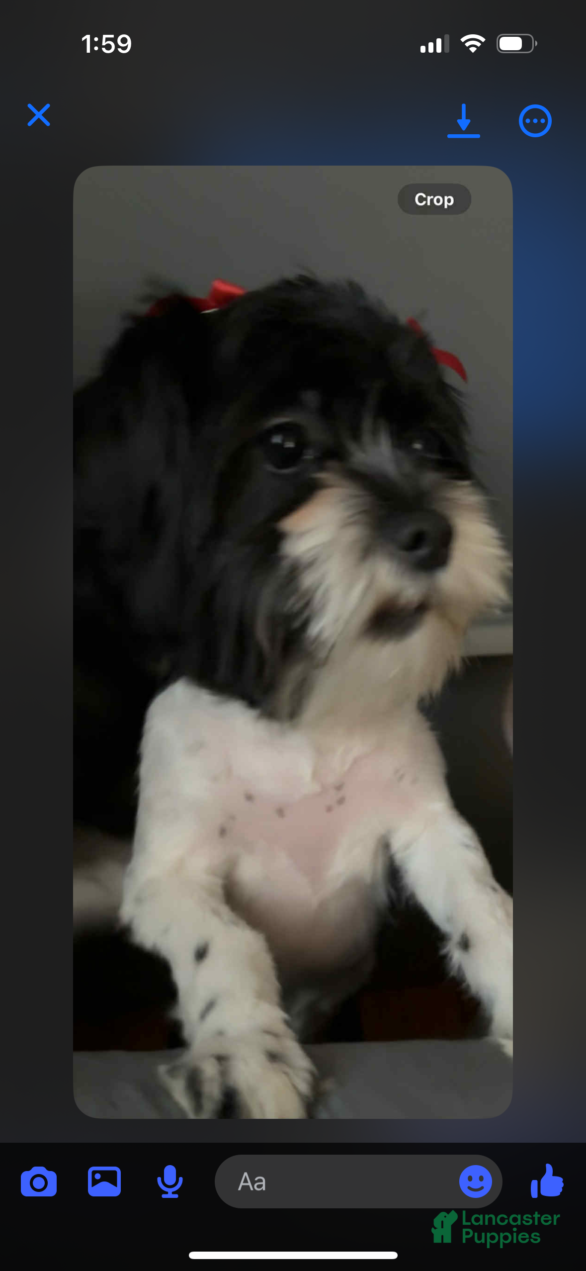 Shihpoo dogs Shihpoo Puppy 2 - Ad 40