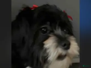 Shihpoo dogs Shihpoo Puppy 2 - Ad 40