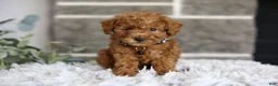 Toy Poodle dogs for sale: Quince - Ad 9